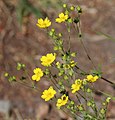 5-finger cinquefoil (Potentilla gracilis) flowers & buds