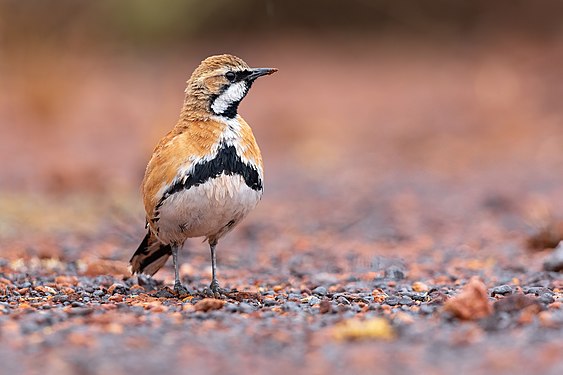 Cinnamon quail-thrush by JJ Harrison