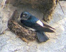 Blue swallow with white rump perched on a partially built nest on a rock face