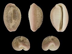 Niveria pacifica, shell