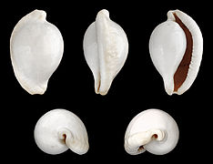 Ovula ovum (Common Egg Cowry), Shell