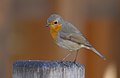 European Robin