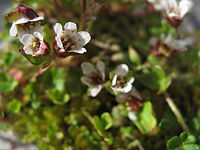 Saxifraga rivularis