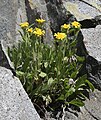 Inyo tonestus (Tonestus peirsonii) perennial clump in cliffs at Long L