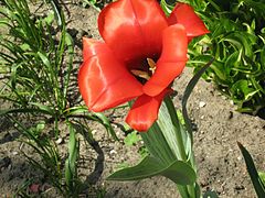 Tulipa kuschkensis