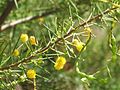 Acacia tetragonophylla Geelong Botanic Gardens, Victoria, Australia