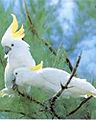 Cacatua galerita