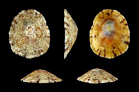 Cellana rota (Wheel Limpet), Shell