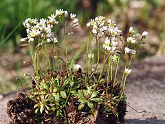 Kevätkynsimö (Draba verna)