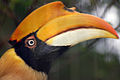 Great Indian Hornbill