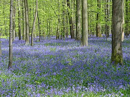 Hallerbos