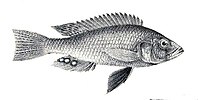 Haplochromis guiarti