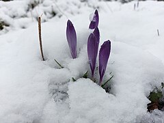 Krokusse im Schnee