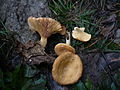 Lactarius alpinus