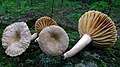 Lactarius subplinthogalus