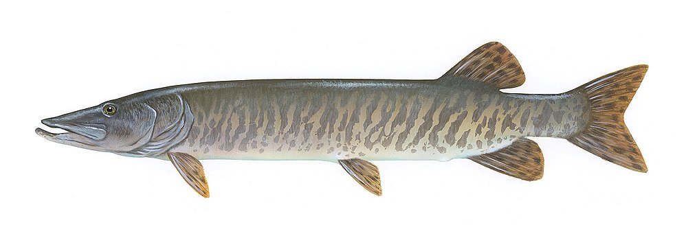 Маски штука (Esox masquinongy).