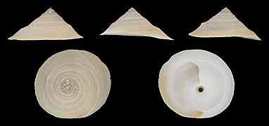 Onustus indicus (Indian Carrier Snail), shell