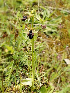 Ophrys incubacea