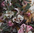 Polygonum shastense, pink & white flowers close