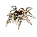 Zebraspringspinne (Salticus scenicus)