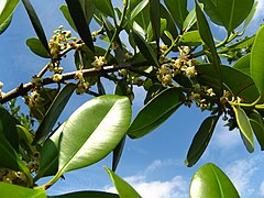 Calophyllum brasiliense (takamaka family)