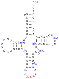 Eine tRNAPhe aus S. cerevisiae.[5] Dihydrouracil ist hier mit D gekennzeichnet.