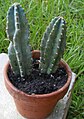 Cereus peruvianus (цереус перуанський)