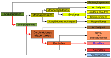 "Representacion grafica de la classificacion filogenetica"