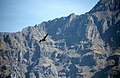 At Colca Canyon, Colca Valley, Peru