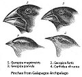 Darwin's finches