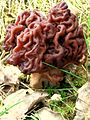 Gyromitra esculenta - korvasieni