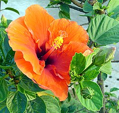 Hibiscus indicus