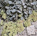 Lobbs buckwheat (Eriogonum lobbii) green-flowered plant