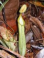 Nepenthes hirsuta