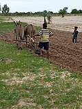 Thumbnail for File:Ploughing by animal.jpg