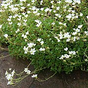 Saxifraga vayredana