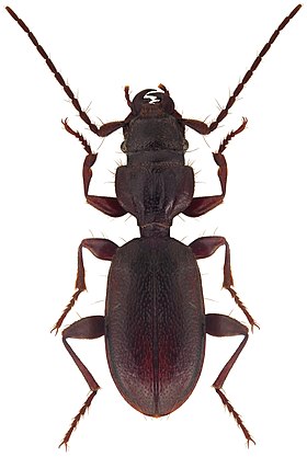 Siagona europaea