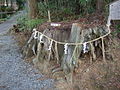 Shimenawa ceinturant une souche à Syouhou-ji, Ōtsu (Shiga).