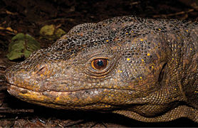 April 10: the lizard Varanus bitatawa