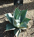 Agave wislizeni (syn. Agave parrasana)