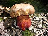 Boletus luteocupreus