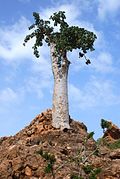 Dendrosicyos socotranus 太く直立した幹の上にいかにもウリ類らしい葉・花・実をつける。