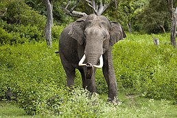 Самець, Bandipur National Park