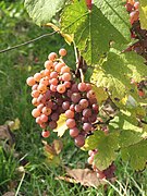 Grappes de gewurztraminer Rs.