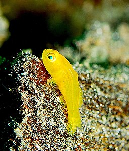 Among goby species, small coral reef-dwelling fishes, is the world's shortest lived vertebrate, the seven-figure pygmy goby, which lives for less than 60 days.[9]