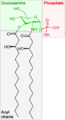 Saccharolipide précurseur du lipopolysaccharide.