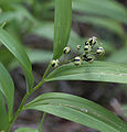 Maianthemum stellatum young green-black striped berries