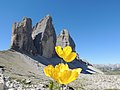 Tre Cime di Lavaredo con fiori.jpg4 608 × 3 456; 4,47 MB