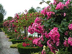 Rosarium fra Wilhelmshaven