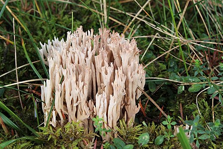 Ramaria gracilis, by Dr. Holger Krisp